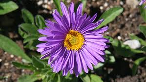 Image result for Aster alpinus