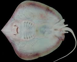 Image result for Hypanus longus