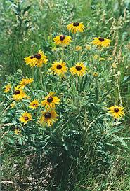 Attēlu rezultāti vaicājumam “Rudbeckia hirta var. hirta”