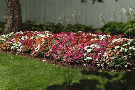 Image result for Impatiens walleriana
