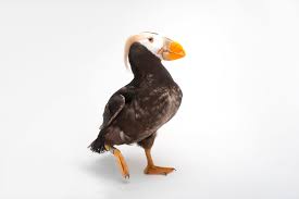 Image result for Fratercula cirrhata