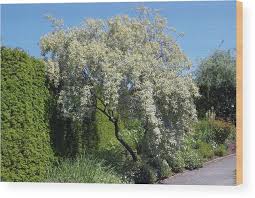 Attēlu rezultāti vaicājumam “Elaeagnus commutata”