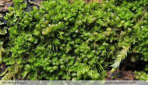 Attēlu rezultāti vaicājumam “Lophozia ventricosa”