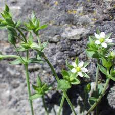 Attēlu rezultāti vaicājumam “Arenaria serpyllifolia flower”