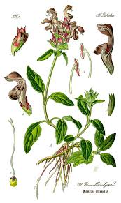 Attēlu rezultāti vaicājumam “Prunella vulgaris leaf”