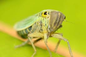 Attēlu rezultāti vaicājumam “Cicadella viridis female”