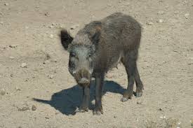 Attēlu rezultāti vaicājumam “Sus scrofa”