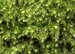 Attēlu rezultāti vaicājumam “Pleurocarpous mosses”