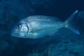 Image result for Pagrus pagrus