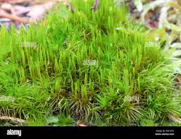 Attēlu rezultāti vaicājumam “Dicranum flagellare”