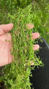 Attēlu rezultāti vaicājumam “Galium palustre fruit”