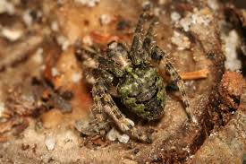 Attēlu rezultāti vaicājumam “Gibbaranea gibbosa”