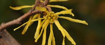 Attēlu rezultāti vaicājumam “Hamamelis virginiana flower”