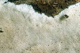 Attēlu rezultāti vaicājumam “Cinereomyces lindbladii”