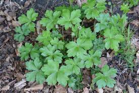 Attēlu rezultāti vaicājumam “Sanicula europaea bud”