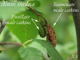 Attēlu rezultāti vaicājumam “Alnus incana female flower”