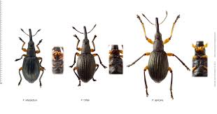 Attēlu rezultāti vaicājumam “Protapion sp.”