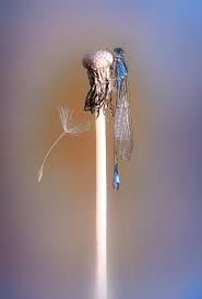 Attēlu rezultāti vaicājumam “Ischnura elegans”