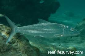 Image result for Albula glossodonta