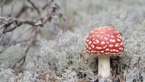 Attēlu rezultāti vaicājumam “Physarum pezizoideum macro”