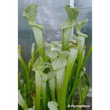 Attēlu rezultāti vaicājumam “Leucogyrophana sororia”