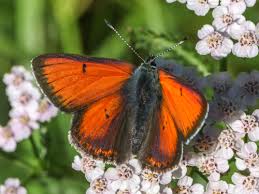 Attēlu rezultāti vaicājumam “Lycaena hippothoe underside”