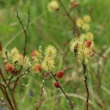 Attēlu rezultāti vaicājumam “Salix repens subsp. rosmarinifolia flower”