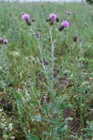 Attēlu rezultāti vaicājumam “Cirsium arvense”