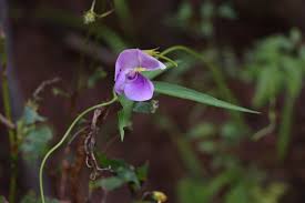 Attēlu rezultāti vaicājumam “Vicia angustifolia flower”