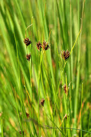 Attēlu rezultāti vaicājumam “Rhynchospora fusca”