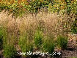 Attēlu rezultāti vaicājumam “Molinia caerulea flower”