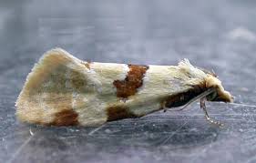 Attēlu rezultāti vaicājumam “Aethes margaritana”