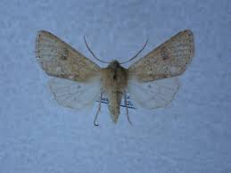 Attēlu rezultāti vaicājumam “Orthosia sp.”