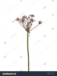 Attēlu rezultāti vaicājumam “Butomus umbellatus bud”