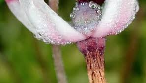 Attēlu rezultāti vaicājumam “Oxycoccus microcarpus”