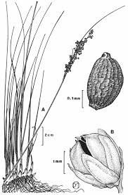 Attēlu rezultāti vaicājumam “Juncus bulbosus fruit”