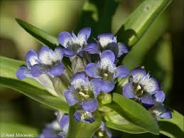 Attēlu rezultāti vaicājumam “Gentiana cruciata flower”