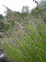 Attēlu rezultāti vaicājumam “Melica nutans”