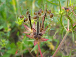 Attēlu rezultāti vaicājumam “Geranium palustre fruit”