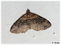 Attēlu rezultāti vaicājumam “Xanthorhoe ferrugata”