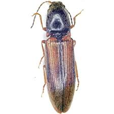 Attēlu rezultāti vaicājumam “Elateridae”