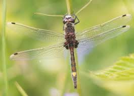 Attēlu rezultāti vaicājumam “Leucorrhinia”