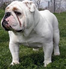 Image result for Bulldogs Power and strength