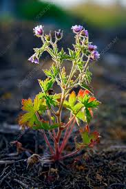 Attēlu rezultāti vaicājumam “Geranium bohemicum bud”