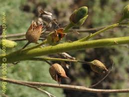 Attēlu rezultāti vaicājumam “Nicotiana tabacum fruit”
