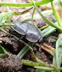 Attēlu rezultāti vaicājumam “Silpha obscura larva”