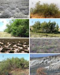 Attēlu rezultāti vaicājumam “Badhamiopsis scripta sessile”