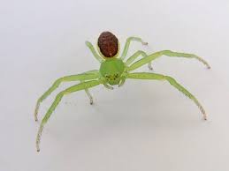 Attēlu rezultāti vaicājumam “Diaea dorsata male”