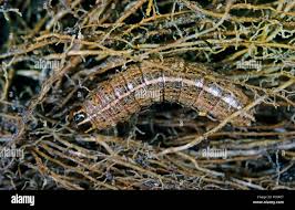 Attēlu rezultāti vaicājumam “Apamea sordens”