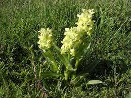 Attēlu rezultāti vaicājumam “Dactylorhiza ochroleuca leaf”